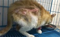 猫被烫伤了怎么办用什么药