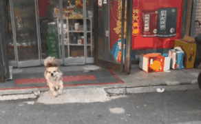 陌生狗轻车熟路带女子去超市买火腿肠?网友:超市你开的吧?第一次看见当“肠托”的! 陌生狗轻车熟路带女子去超市买火腿肠?网友:超市你开的吧?第一次看见当“肠托”的!