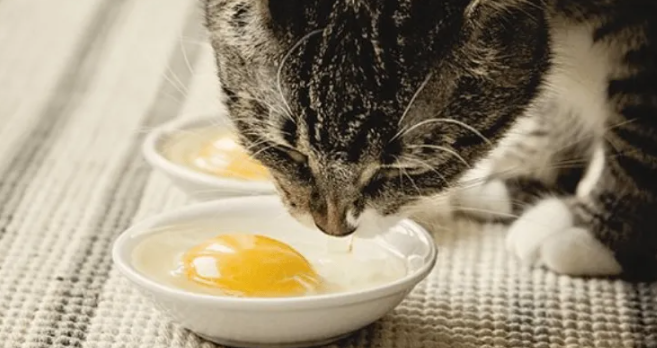 猫咪吃生鸡蛋的好处是什么