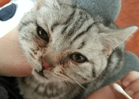 猫鼻支能自愈吗