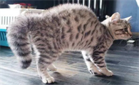 猫咪尾巴上有硬包怎么回事