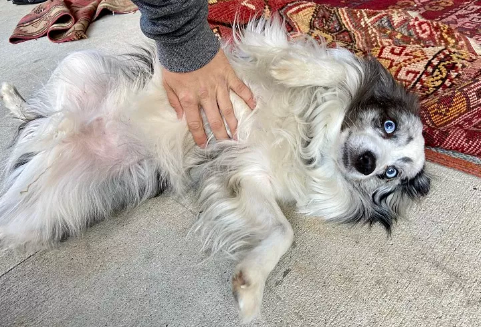 狗狗扁桃体发炎了吃什么药好