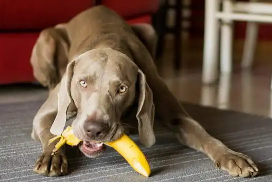狗能吃香蕉么