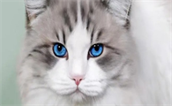 布偶吃哪个牌子的猫粮好