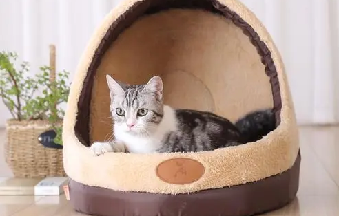 猫咪不愿意睡猫窝?是因为这5大原因 猫咪不愿意睡猫窝?是因为这5大原因