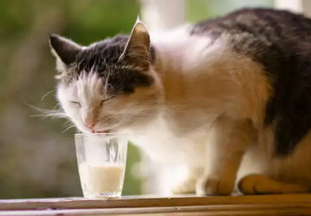 貓喜歡喝牛奶原因大揭秘！