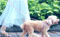 训练狗狗牵引绳