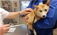 狗狗打完狂犬疫苗后咬人有事吗