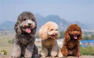 英国老式贵宾犬价格