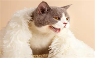 猫老爱咬人是怎么回事