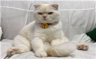 干性猫传腹怎么得的