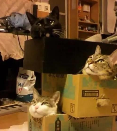 你家喵钻过的最小空间是什么？看看网友家的猫都奇葩到什么地步