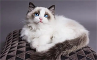猫咪心脏病吃药可以维持多久呢