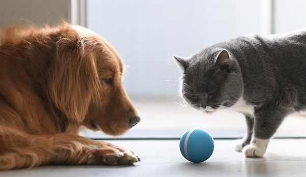 petmate宠物球怎么样 petmate宠物球怎么样