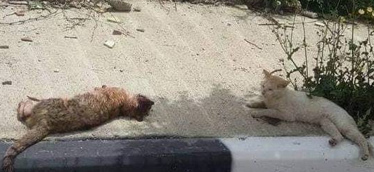 流浪猫被车撞倒死在马路上,它的伙伴看到后,做出的行为令人感动 流浪猫被车撞倒死在马路上,它的伙伴看到后,做出的行为令人感动