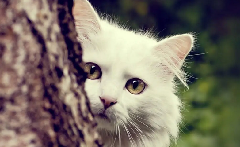 如何让猫去猫窝 如何让猫去猫窝