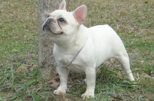 白色法斗犬价格多少钱一只 白色法斗犬价格多少钱一只