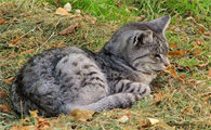 猫头上摸起来有疙瘩怎么办