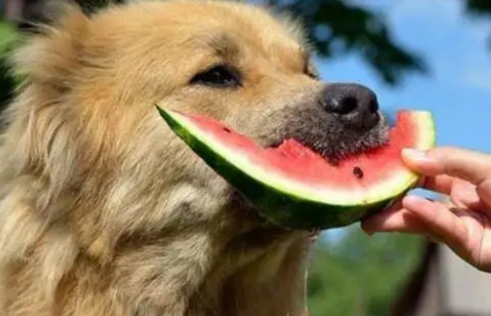 狗狗能吃西瓜吗1
