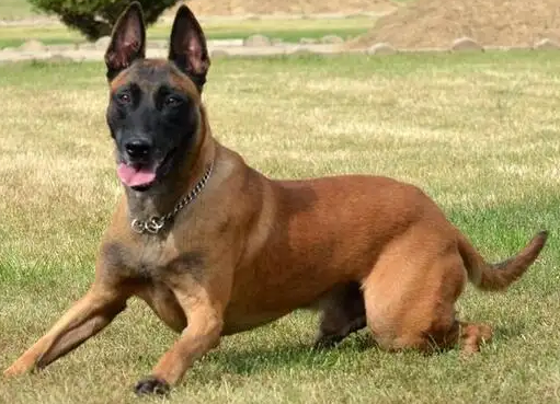 马犬几个月认主人?这里有详解