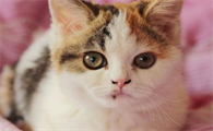 猫得了猫藓多久能好