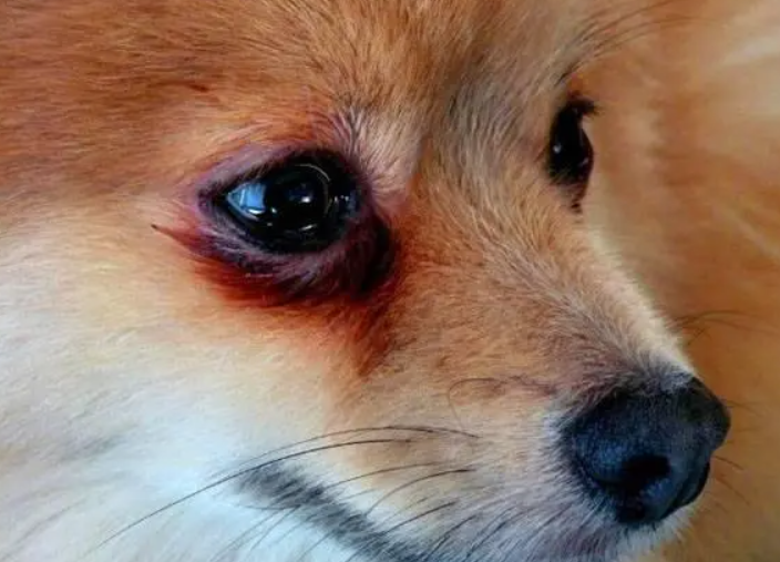 有泪痕的狗是什么原因造成的