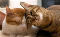 猫总爱用头蹭东西是什么原因
