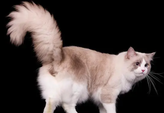 猫咪每天应该吃多少猫粮，来看看吧