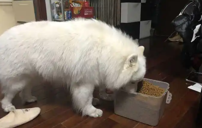 什么狗粮适合萨摩耶