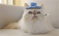 猫体温多少正常