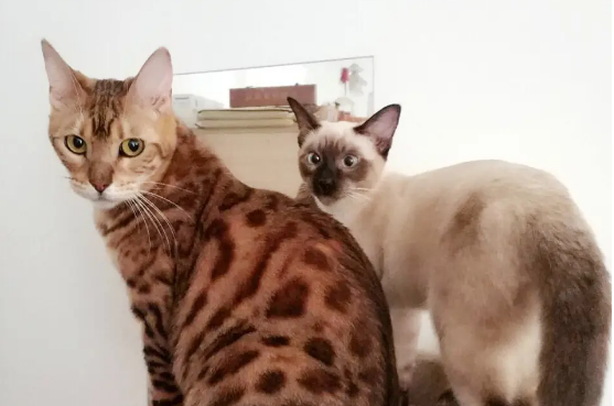 豹猫吃什么猫粮好一点