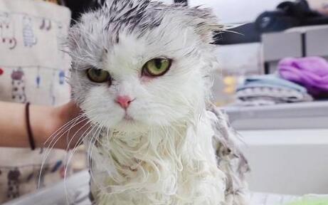 在宠物店给猫咪洗澡多少钱
