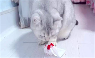 猫吐血怎么回事