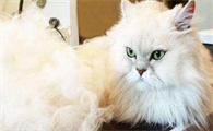 猫咪掉毛太严重怎么办啊
