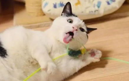 猫咪腿上秃了一块毛怎么回事 猫咪腿上秃了一块毛怎么回事