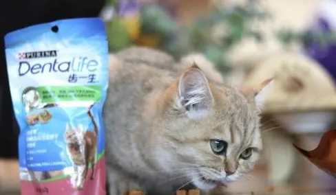 齿一生对猫牙齿有用么 齿一生对猫牙齿有用么