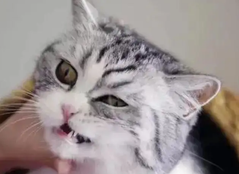 五个月猫咪口臭怎么办 五个月猫咪口臭怎么办