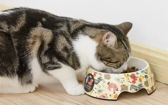 猫咪喜欢吃什么