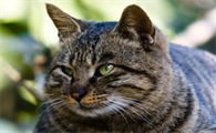 猫耳朵真菌感染症状