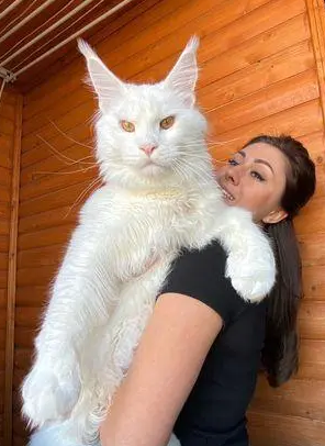 俄罗斯网友晒自家猫猫,却因体型巨大,被误认为是一只狗 俄罗斯网友晒自家猫猫,却因体型巨大,被误认为是一只狗