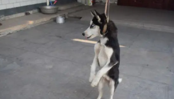 宠物狗咬死主人-宠物网问答