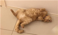 猫四肢僵硬头往后仰侧翻