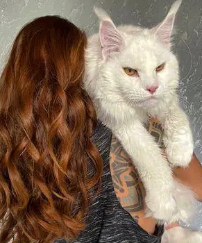 俄罗斯网友晒自家猫猫,却因体型巨大,被误认为是一只狗 俄罗斯网友晒自家猫猫,却因体型巨大,被误认为是一只狗