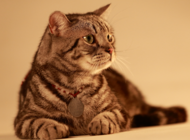 猫喝羊奶会怎样