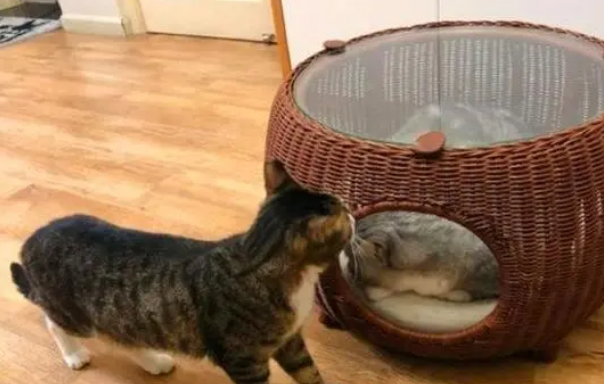 猫窝太小会难受吗
