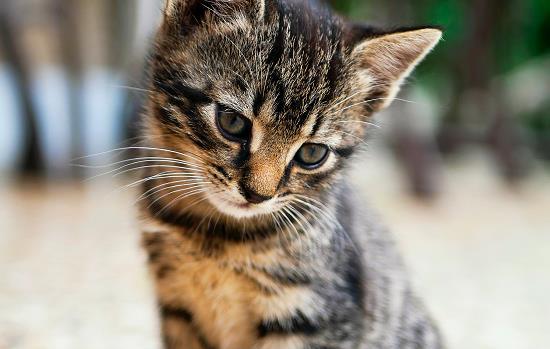 猫瘟如何传染给其他猫 猫瘟如何传染给其他猫