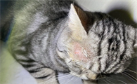 猫癣好了不长毛怎么办呢