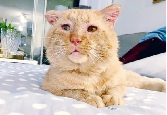 橘猫流浪6年,眼神沧桑,却“电”到好主人 橘猫流浪6年,眼神沧桑,却“电”到好主人