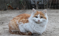 猫得了猫传腹能活多久