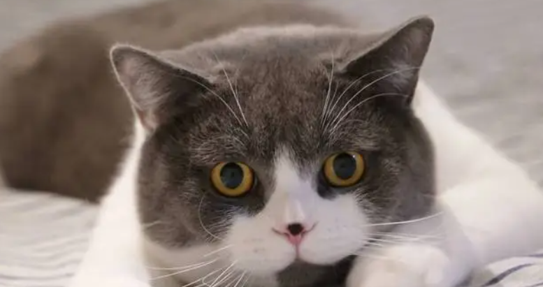 母猫发情什么表现 母猫发情什么表现